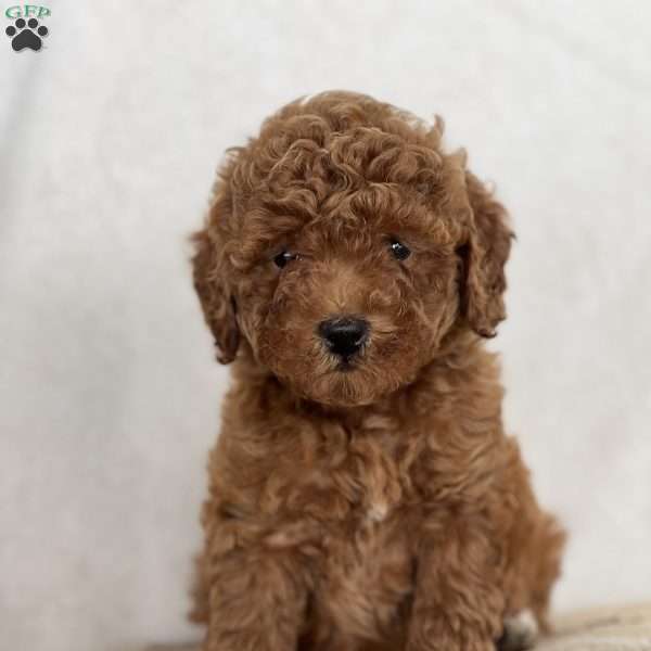 Twinkle, Mini Goldendoodle Puppy